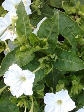 Mirabilis jalapa / Bella di notte